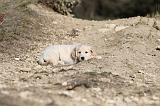 GOLDEN RETRIEVER 526